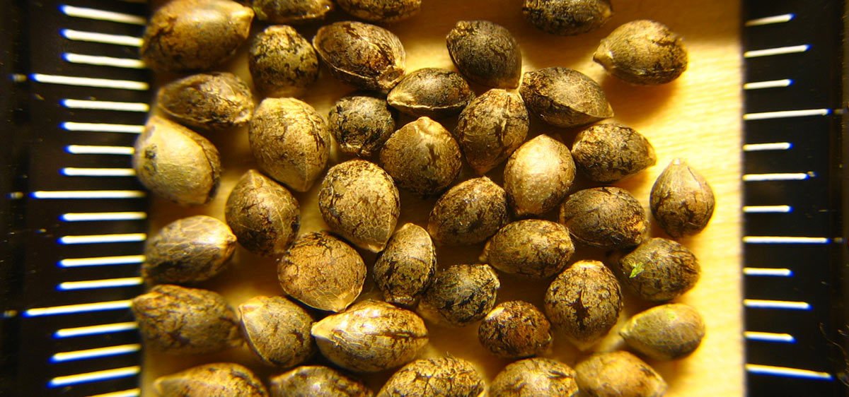 U.S. Attorney for the Southern District of West Virginia Mike Stuart has filed a civil suit against a hemp farmer in Mason County, West Virginia over alleged violations of the Controlled Substances Act. ow.ly/3lpR30lY5Q8 #hemp #hempcultivation #Hempagriculture #growhemp