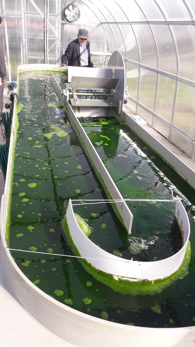 Nella_Roccuzzo's tweet image. Visit to the #Algatech centre in #Trebon. Raceway ponds and thin layer cascades cultivation systems
