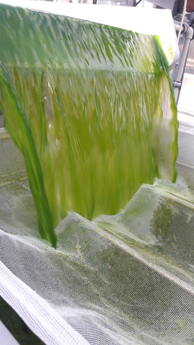 Nella_Roccuzzo's tweet image. Visit to the #Algatech centre in #Trebon. Raceway ponds and thin layer cascades cultivation systems