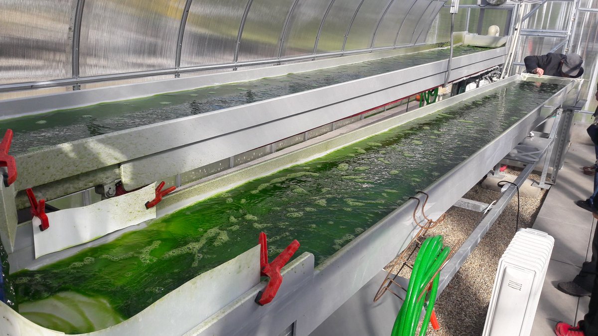 Nella_Roccuzzo's tweet image. Visit to the #Algatech centre in #Trebon. Raceway ponds and thin layer cascades cultivation systems