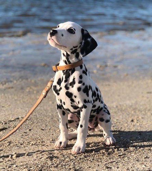 do dalmatian puppies have spots