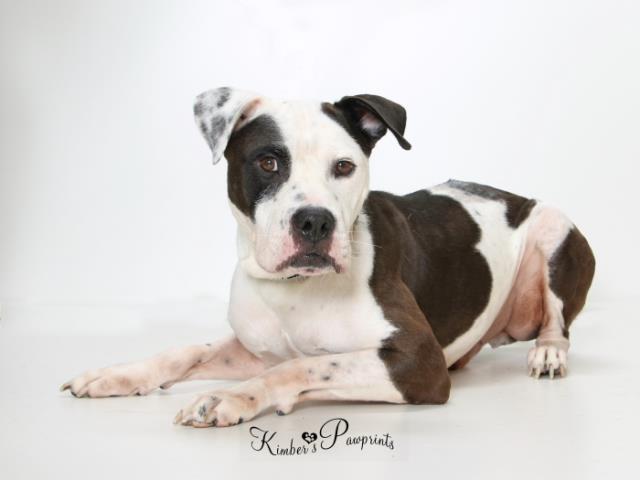 NEHumaneSociety's tweet photo. Trout would love to swim into a new home! 🐟 Or you could just take him home in your car. Either way is fine. https://t.co/9NYfLPcvGb