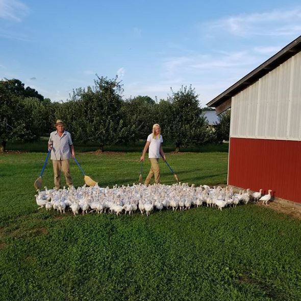 LeeTurkeyFarms's tweet photo. Turkey migration at #leeturkeyfarm https://t.co/ggAXjON9ex