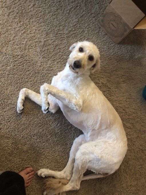 Spent 3 hours shaving Chewie today. To his credit he was sooo good and sat still. Handing me each paw