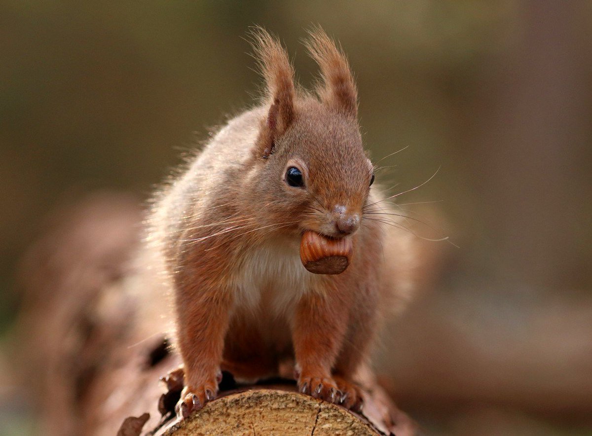 Another Red Squirrel from last April #RedSquirrelAwarenessWeek #RedSquirrelWeek