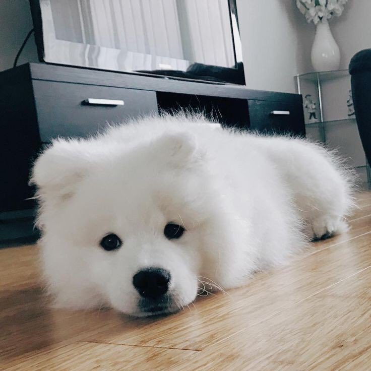 smysomjeed's tweet photo. จิ้ดนอนรอจ่าฝูงกลับบ้าน https://t.co/5bpL3O3lkq