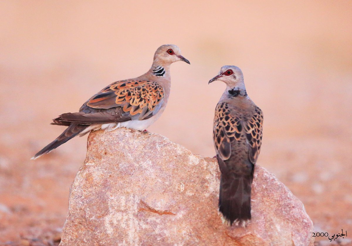 عبدالله البرغش الجنوبي 2000 No Twitter طائر القمري طائر جميل المنظر ذو صوت موسيقي عذب وجسم رشيق قد يصل طوله إلى 30سم والأجزاء العليا من جسم هذا الطائر لونها أسود وبني وجوزي