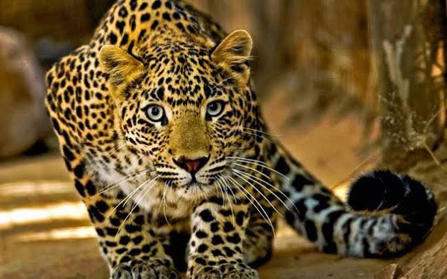 pathfinderssar's tweet photo. leopard part 1 https://t.co/0aKOiBDEGX https://t.co/olVJO0hGV2