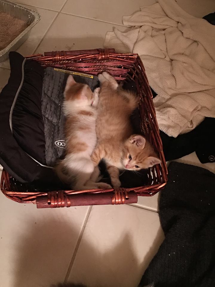 wt_bears's tweet photo. Congratulations to North Campus parent Reena Ganju, our #thinkalso challenge winner! Reena’s children put #thinkalso into action by fostering kittens from @HARSavesLives . Many thanks to all who participated! https://t.co/aZA7OyPGk2