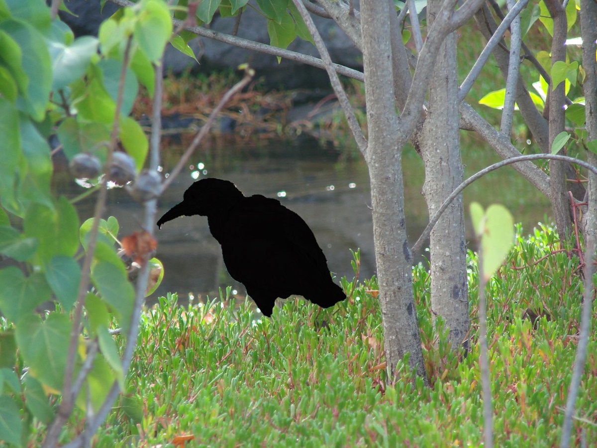 PUHONHP's tweet photo. Often seen silently standing on the banks of ponds and ditches, this bird is a frequent visitor to the Royal Ponds. Your #TriviaTuesday question is: What is the name of the wading bird that frequents the Royal Ponds. 
(Check in tomorrow for the answer and the revealed image) https://t.co/XyEy3DC2D1