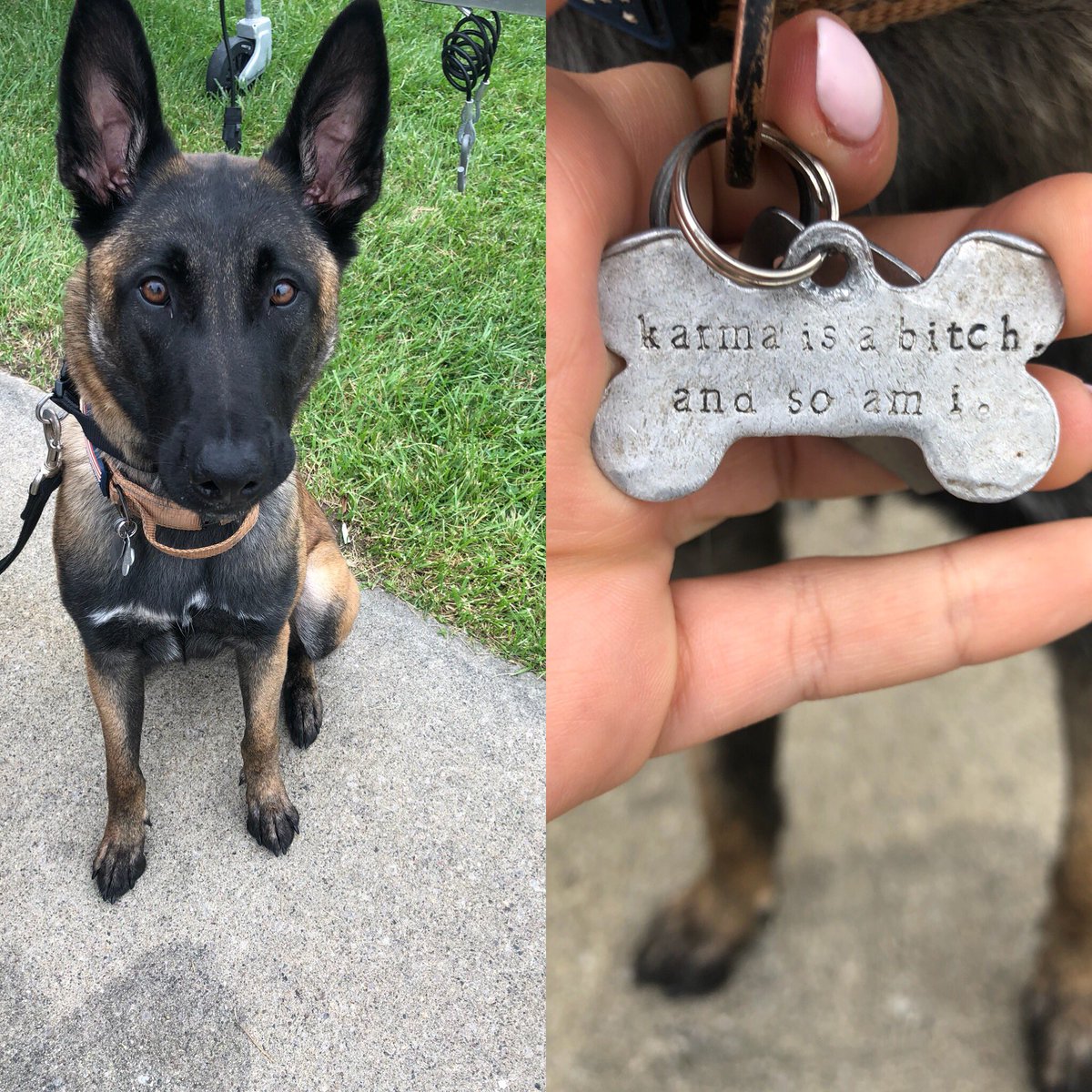 What Is Female Dog Called