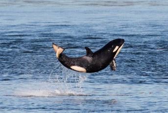 Arguably attributable 2 political inaction by @GovInslee &amp; the Senators who R giving disproportionate influence 2 monied voices instead of Science RE Lower Snake dams

J50 declared dead after search; So residents down to 74 #Blackfish seattletimes.com/seattle-news/e… via <a href="/seattletimes/">The Seattle Times</a>