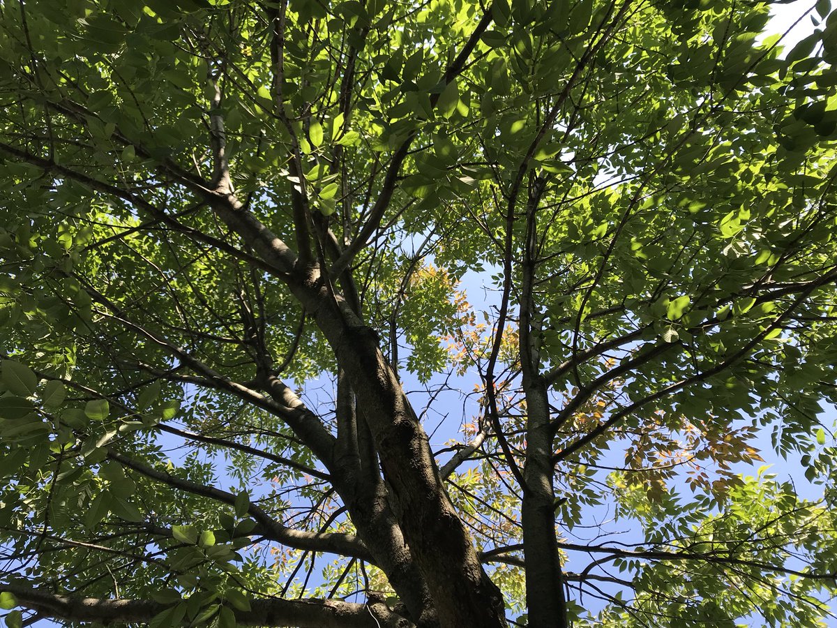 MaryKTapia's tweet photo. K artists using their observation skills to find interesting lines in nature for inspiration #lookup #thinklikeanartist #TAB #ArtsEd #WeAreD34 #LyonLearning https://t.co/F4wEWf0wFz