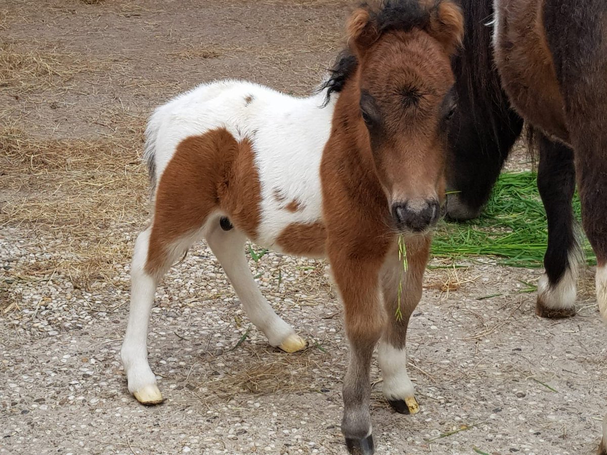 In Drouwenermond was een veulentje geboren. Toen ik onlangs weer in Nijend 24 was,werd me verteld dat het goed ging met Jason &amp; hij, net als ik, heul ondeugend was. Hoogst haalbare als artiest, dacht ik zo ;) #jasonthestud