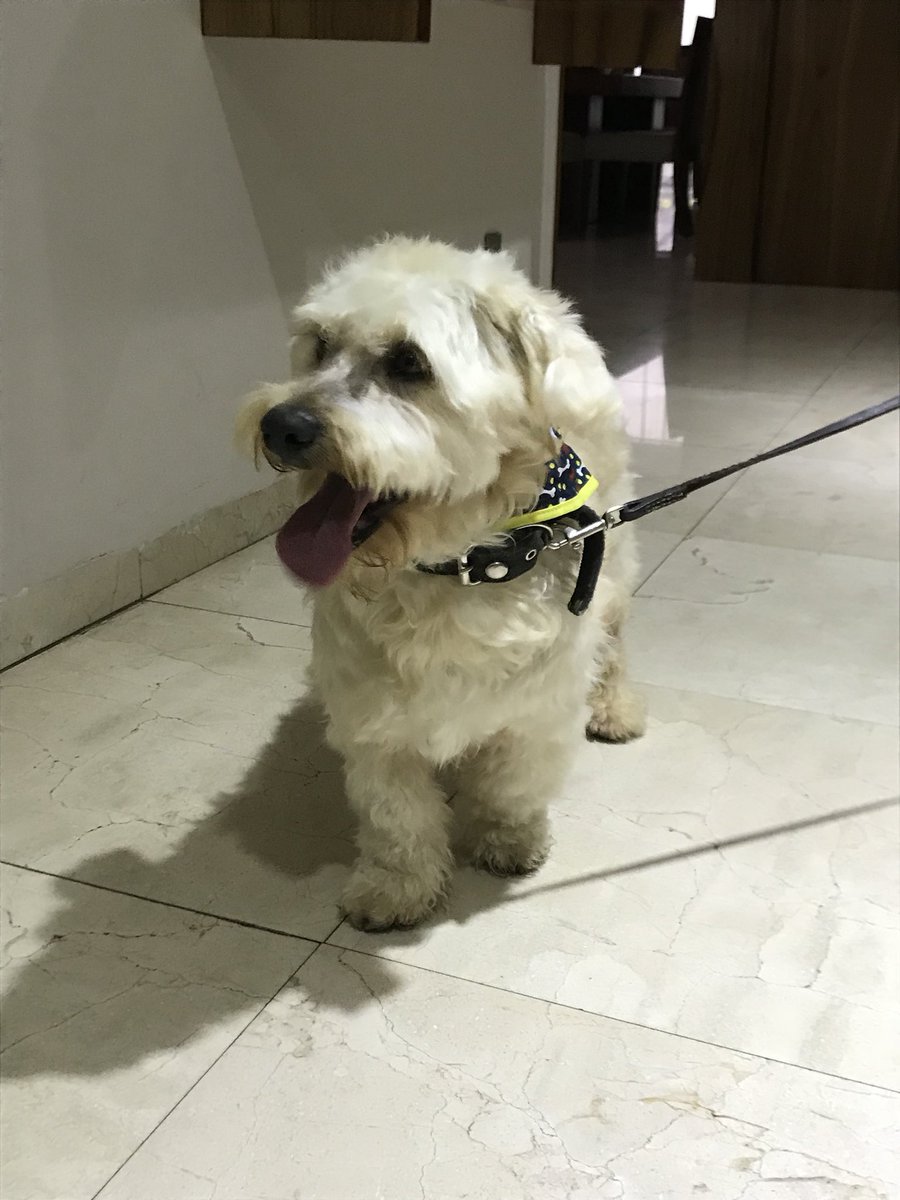 Nataliavel1's tweet photo. Me encontré este perro y estaba perdido en las aguilas. Trae collar pero no placa.
POR FAVOR retweet para encontrar a su dueño/a.🙏🏼 #perroperdido #lasaguilas #cdmx #perro #perrocdmx https://t.co/mXKDSYJG4a