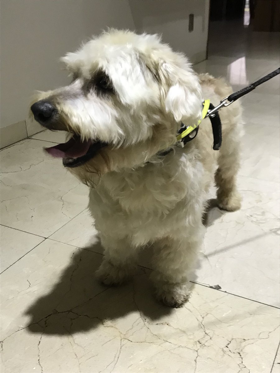 Nataliavel1's tweet photo. Me encontré este perro y estaba perdido en las aguilas. Trae collar pero no placa.
POR FAVOR retweet para encontrar a su dueño/a.🙏🏼 #perroperdido #lasaguilas #cdmx #perro #perrocdmx https://t.co/mXKDSYJG4a