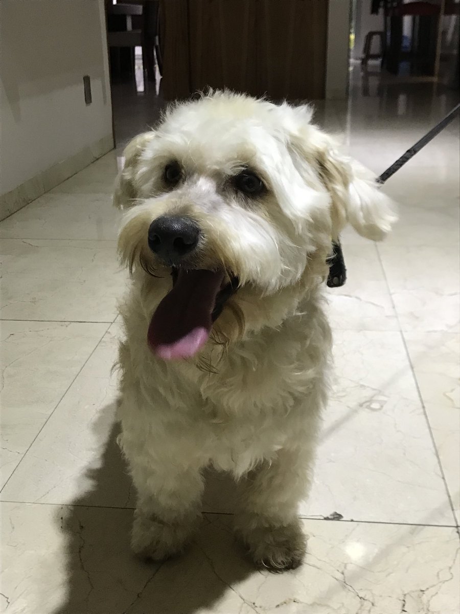 Nataliavel1's tweet photo. Me encontré este perro y estaba perdido en las aguilas. Trae collar pero no placa.
POR FAVOR retweet para encontrar a su dueño/a.🙏🏼 #perroperdido #lasaguilas #cdmx #perro #perrocdmx https://t.co/mXKDSYJG4a