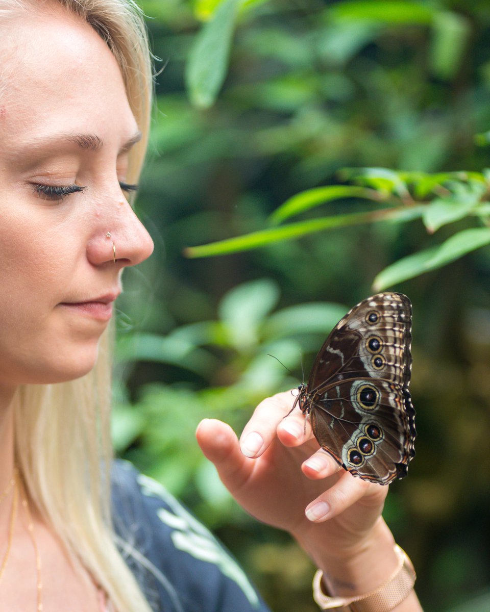imperialbeerus's tweet photo. Pura Vida is making friends of all shapes and sizes. #CostaRica #PuraVida #Wildlife #Butterfly https://t.co/V8tchFe5YD