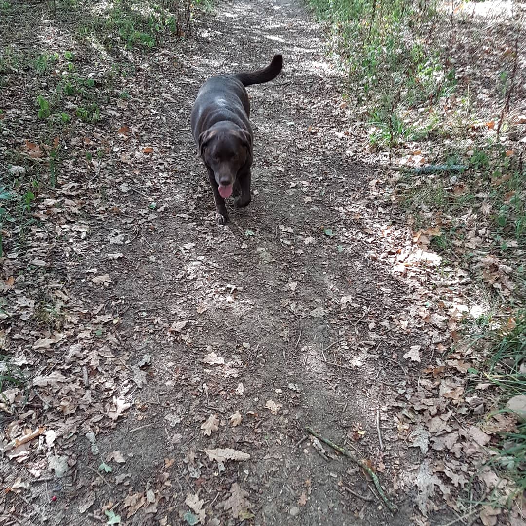 Hanborough_Pets's tweet photo. Happy girl #dog #dogsoftwitter https://t.co/zouw3TpC2g
