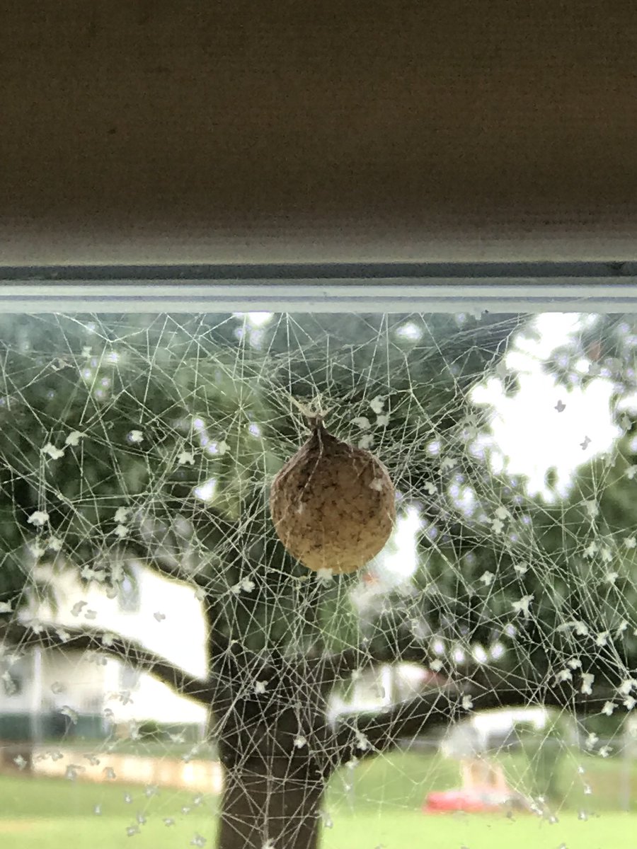 SPEDtacularTch's tweet photo. Well well... look what Charlotte has made?! I think I see some letters in there... #Charlottetheclassspider #TCMSoars https://t.co/vVHjx7dD6j