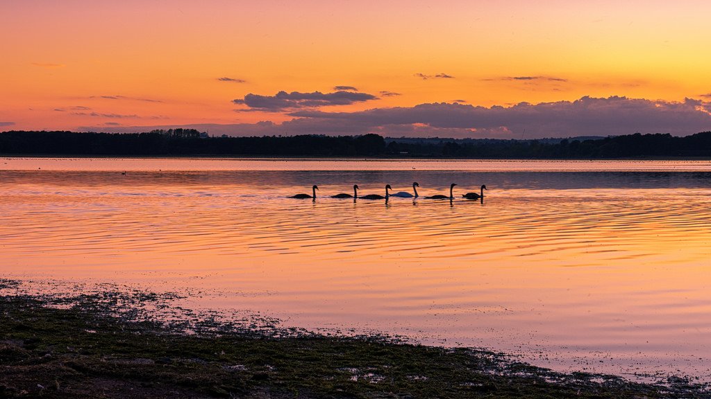 Photo_Rutland's tweet photo. Swans a swimming at #rutlandwater https://t.co/x8OZuA6sYw