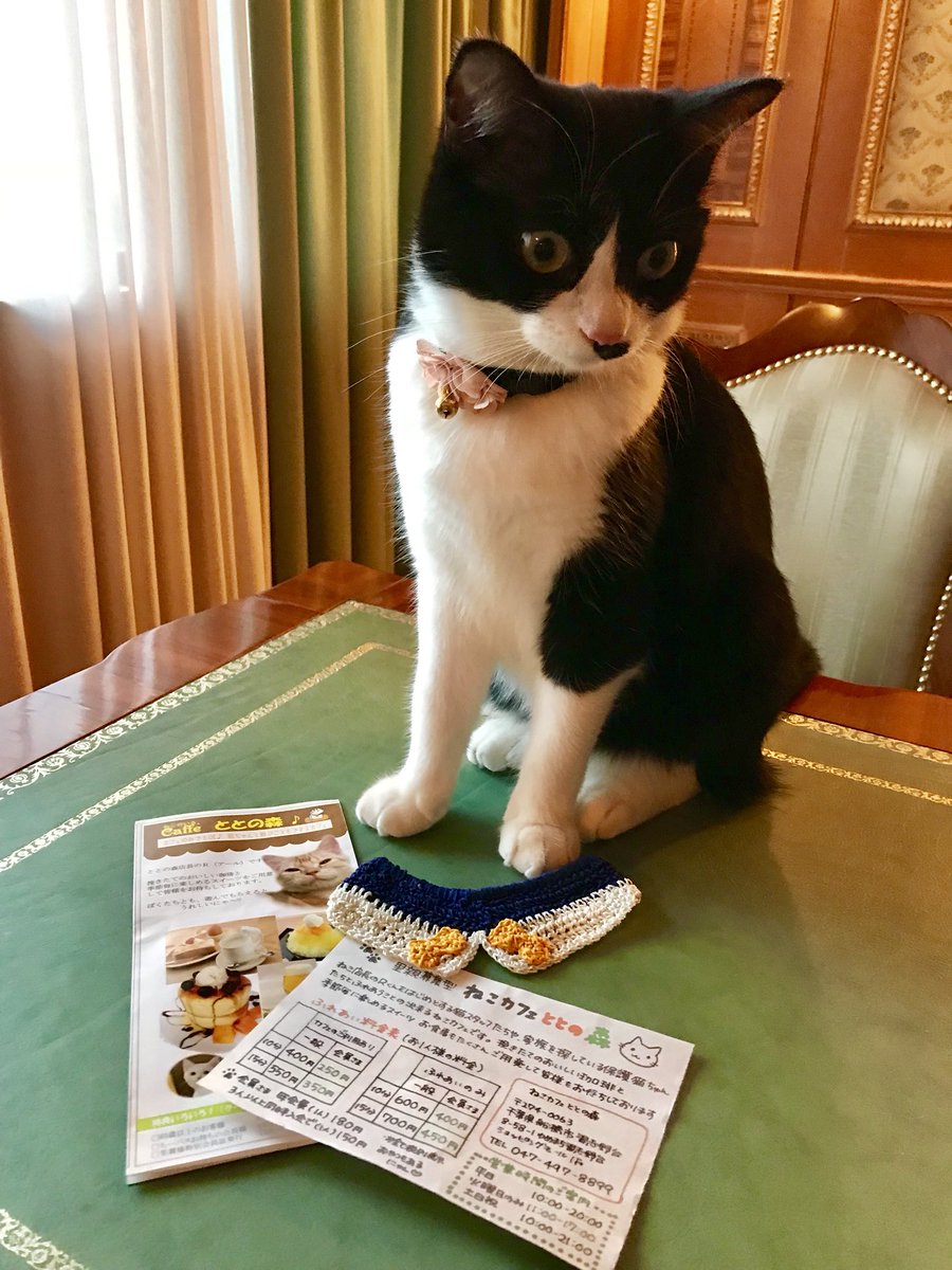 友達と猫cafeととの森へ行って猫達と触れ合い。スカーレット大原さんに