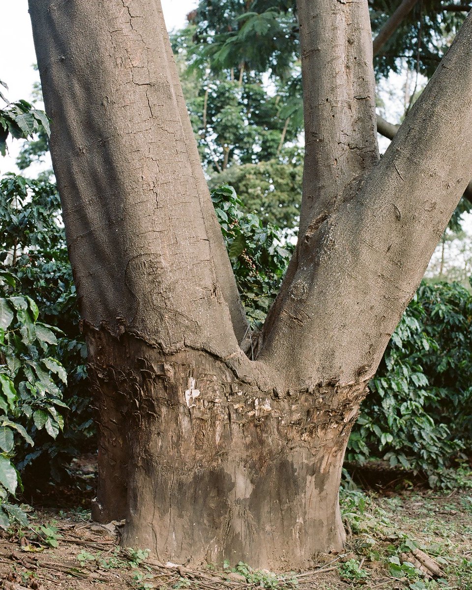 “Shade grown” coffee, the traditional method of coffee farming, requires little or no chemical fertilizers, pesticides, or herbicides. The method is a great example of nature conservation meeting sound economic practices. acton.org/tgs #thegoodsociety #economics #tgs
