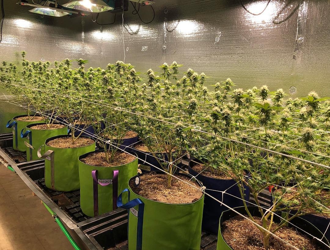 SunPlix's tweet photo. Day 29 of flower.
Grown under #SunPlix #cmh315 #315cmh #315w #growlight #growlighting
#cmh630 #cmh630w #cmh1000 #cmh1000wde #cmh1000de #cmh630de #cmh1000w #cmhgrown #630wcmh #630de #630decmh #630cmh #1000decmh #1000cmh #1000de #1000wcmh https://t.co/pke7Tqf7Ov