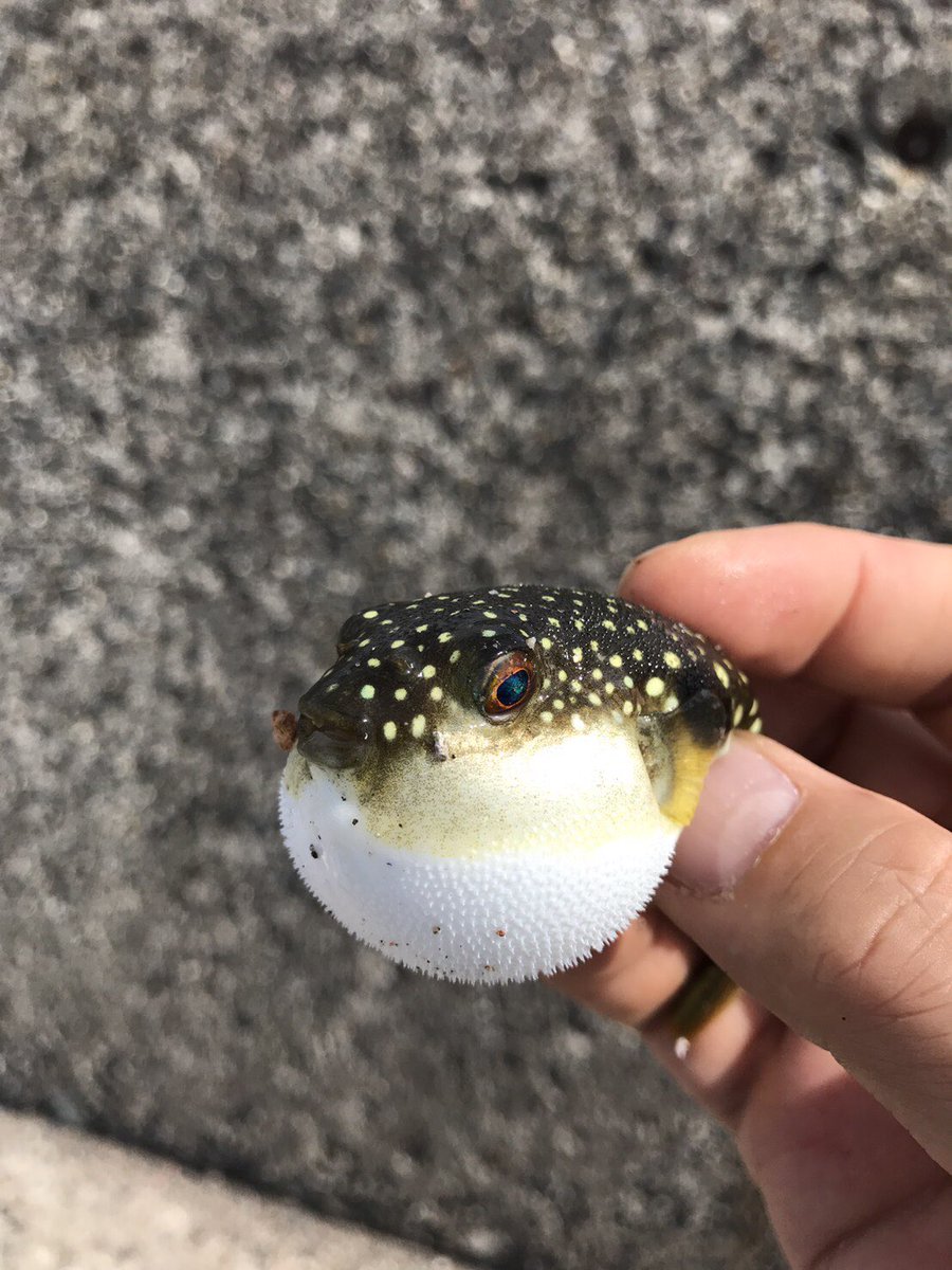 見タイ聞きタイ歌いタイ 釣れるのはこの小さなフグばかり フグ 釣り フィッシング