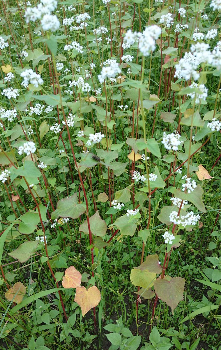ほうきがわ 蕎麦の白い花と赤い茎 ほうきがわ 蕎麦の白い花と赤い茎