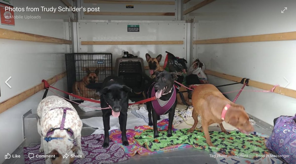 katezenna's tweet photo. We have raised funds and an army of people. Christine is now in a Uhaul on her way to TN! @GianlucaMezzo @CNN @CBCNews @TheEllenShow @Oprah It's happening! These pups will be safe from Florence #florencehurricane #rescue https://t.co/Ay1yGm66ZH