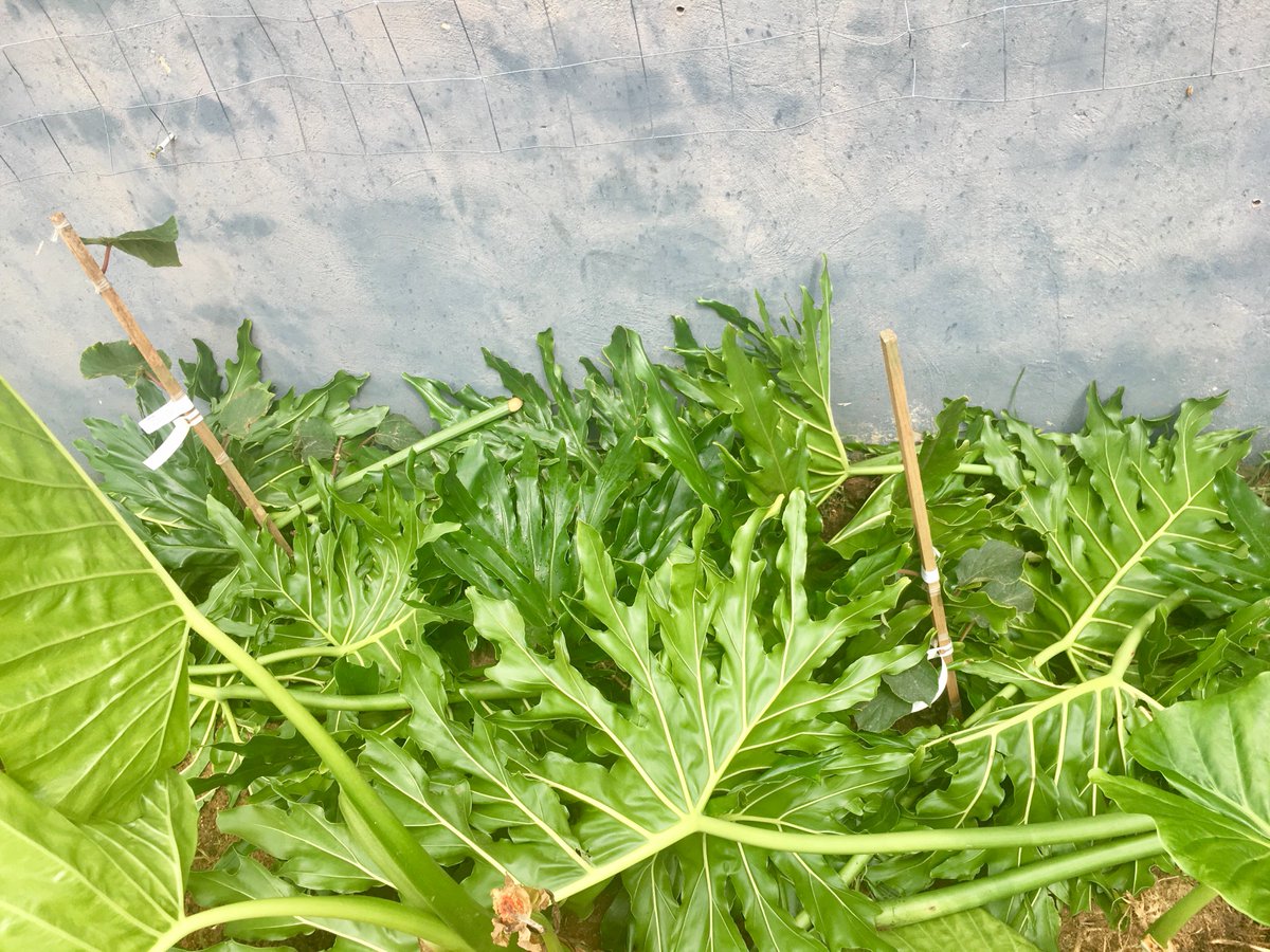 Growyourown On Twitter Heading For 30 Celcius And Its Barely