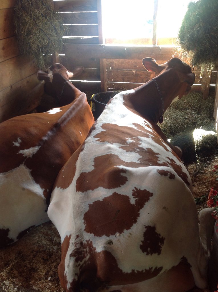 FarmsteadDairy's tweet photo. Livestock Care: lets do it the right way, together! 

follow the link to find what you need:
https://t.co/K4rXmK59o4 https://t.co/cniDXD4t4H