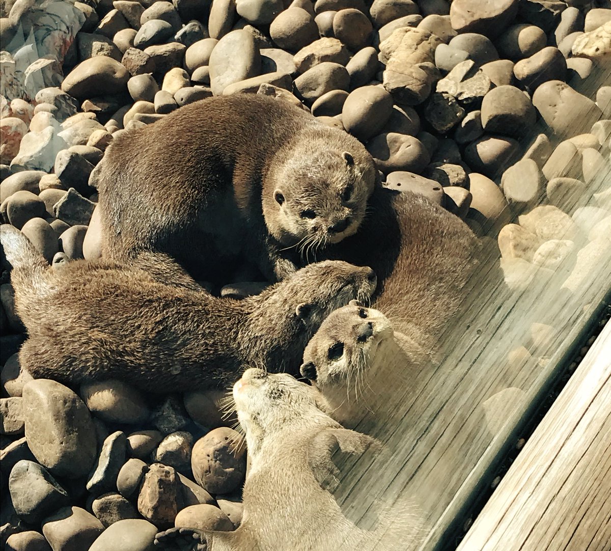 BethjmOT's tweet image. Afternoon at the wildlife park today, looks like some of ElliOT’s friends! Our @CovUniOT course mascot😍💚 #CUOTTer #Otters
