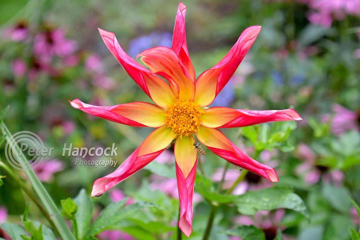 petephotographs's tweet photo. Photograph taken on a visit to the @TheBotanics #flowers #flowerphotography #botanicalgardens #plants #nature  #edinburgh #potd📷 #iloveflowers #instaflowers #botanical #naturephotography #naturelovers #closeup #garden #floweroftheday #royalbotanicgardens #visitedinburgh https://t.co/cSUK0NMW4T