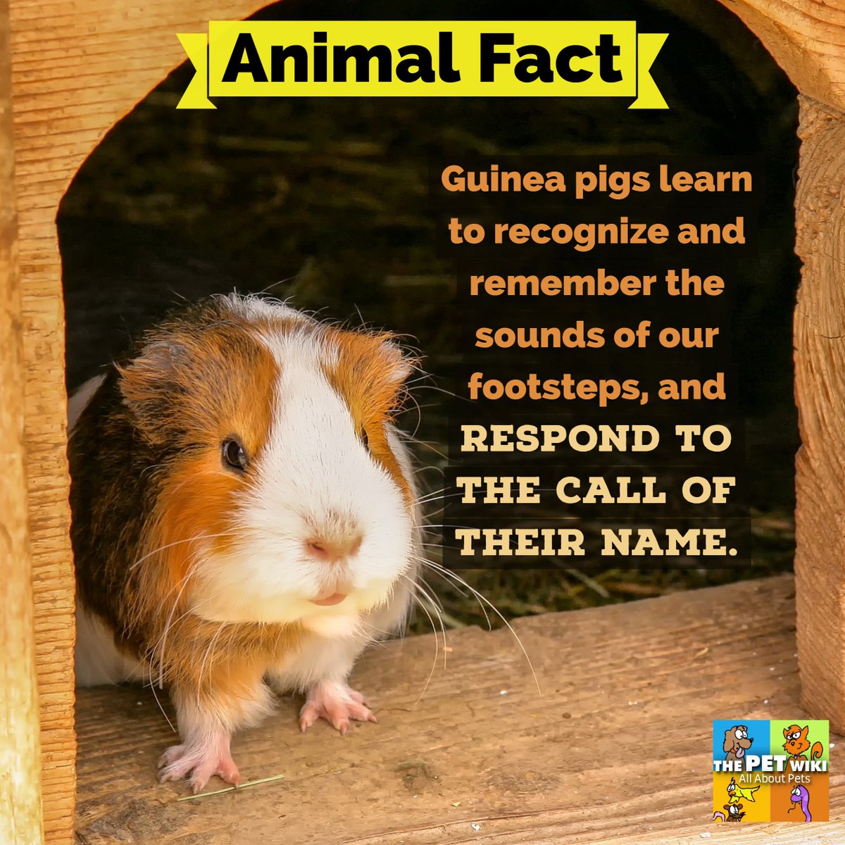 ThePetWiki's tweet photo. Animal Fact: Guinea pigs learn to recognize and remember the sounds of our footsteps, and respond to the call of their name. Read more: https://t.co/vdKoaOAe41 https://t.co/RKk4sucoHs