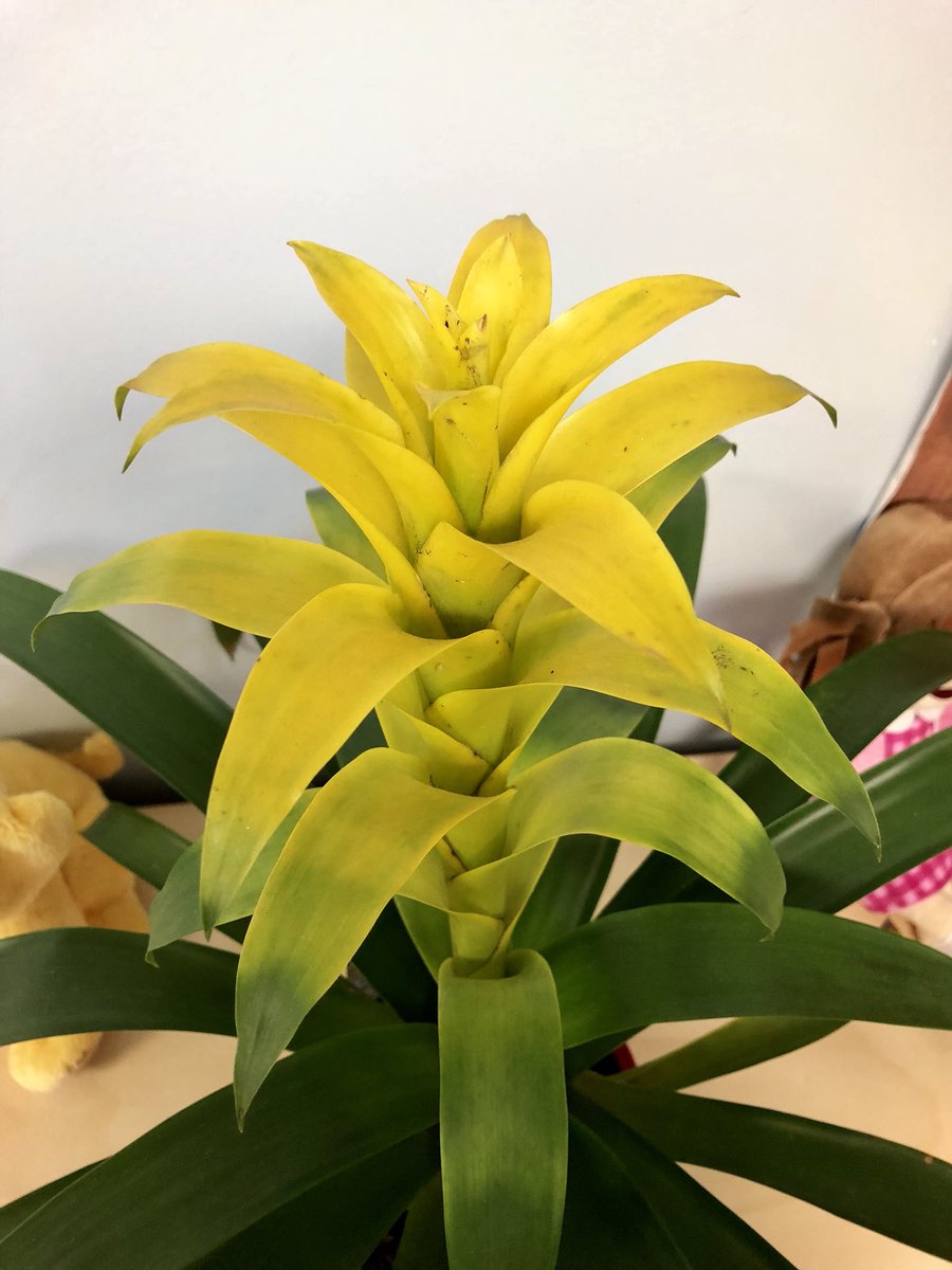 KinderKaneKW's tweet photo. New Jellyfish plants π making me feel zen! A classroom with plants is a happy classroom πΏπ± #jellyclass #plantlife #orchid #bromeliad #scientists #scsctw https://t.co/kmxg85gCQC