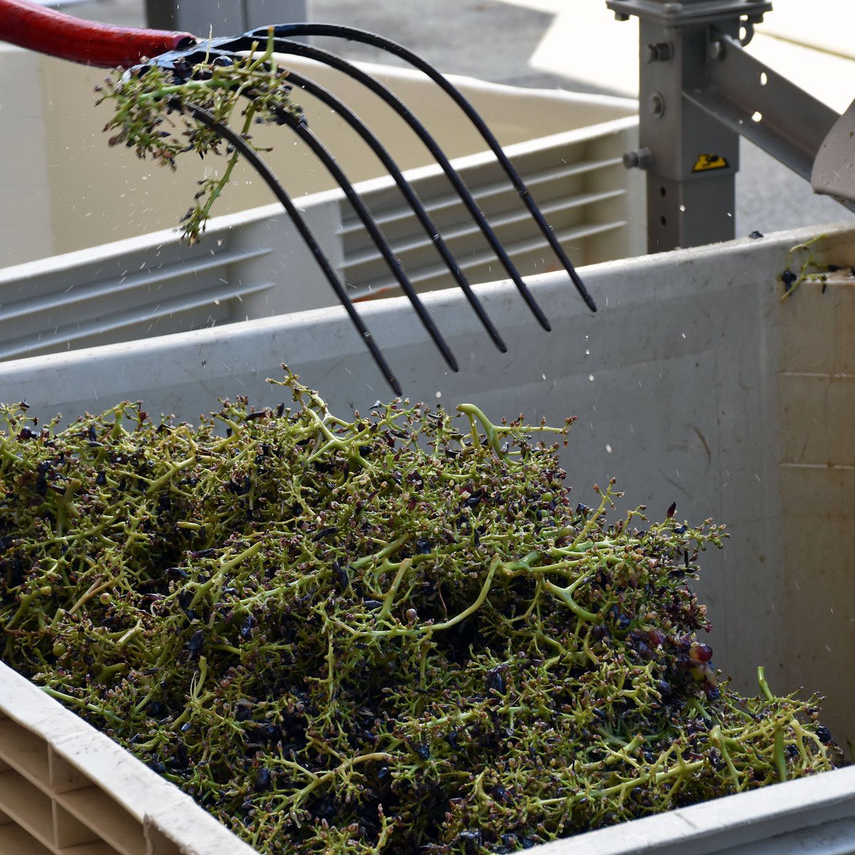 MaryhillWinery's tweet photo. Today we received our first batch of 2018 grapes. Grenache for the first vintage of our new Grenache, Cinsault, Mourvèdre, and Rosé blend! #wawine #harvest2018 #columbiagorgewine #firstgrapes https://t.co/oGdS8wgJvE