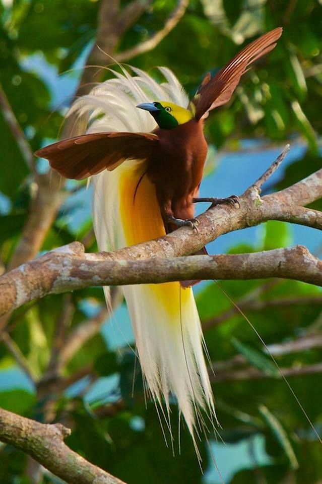 パプアニューギニア 鳥たちの楽園 美しい羽を広げる パプアニューギニアの大自然に生息する極楽鳥 この国にとって大切な鳥で 国旗にも描かれています 極楽鳥をはじめ 800種もの鳥に出会えるのもパプアニューギニアの魅力のひとつです パプア