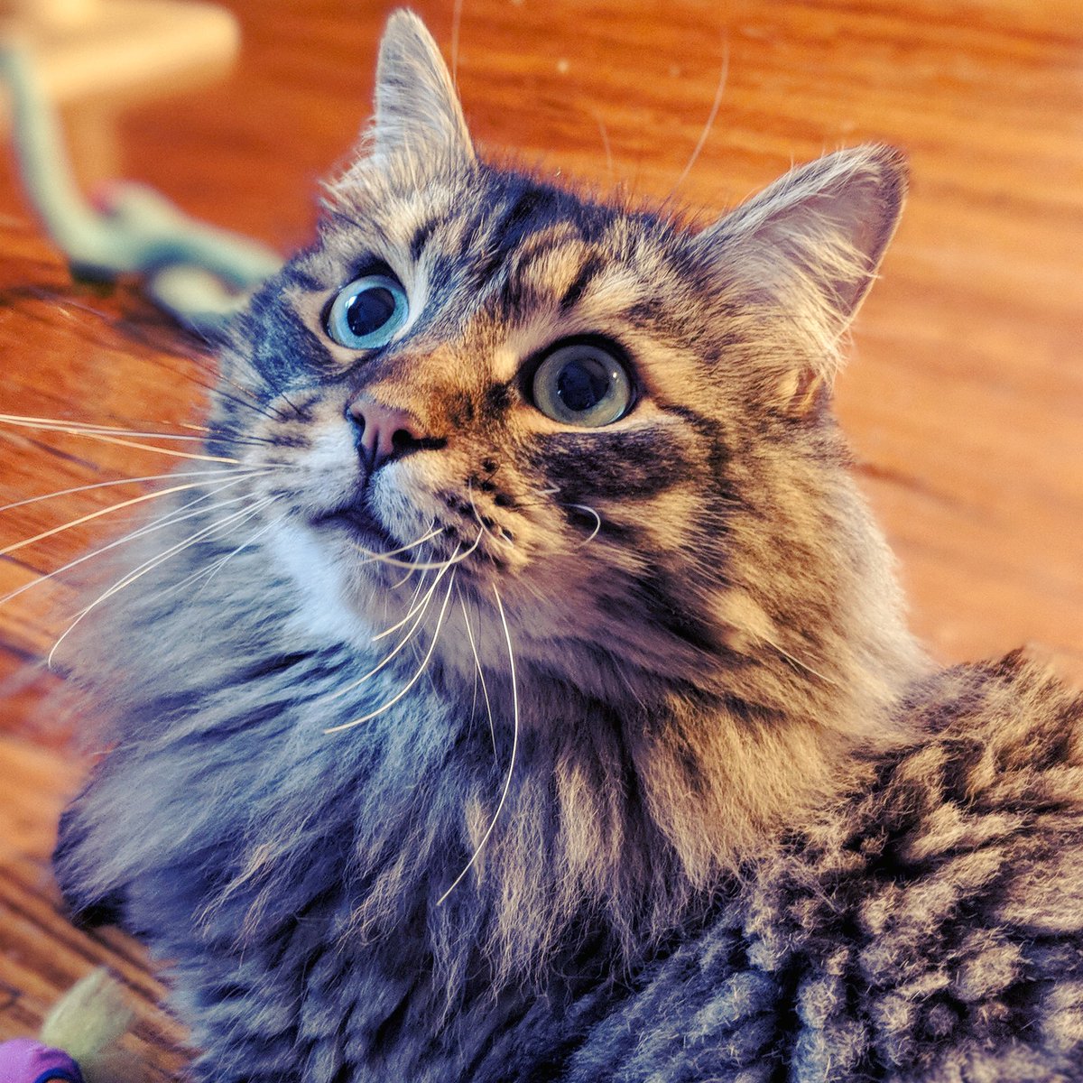 ro_shea_bo's tweet photo. I may or may not have picked my new camera partly because I wanted to take prettier pictures of my #cat. 😻
#CatsOfTwitter #siberiancat #fluffmuffin #catlady https://t.co/ZNCzjOJB5A