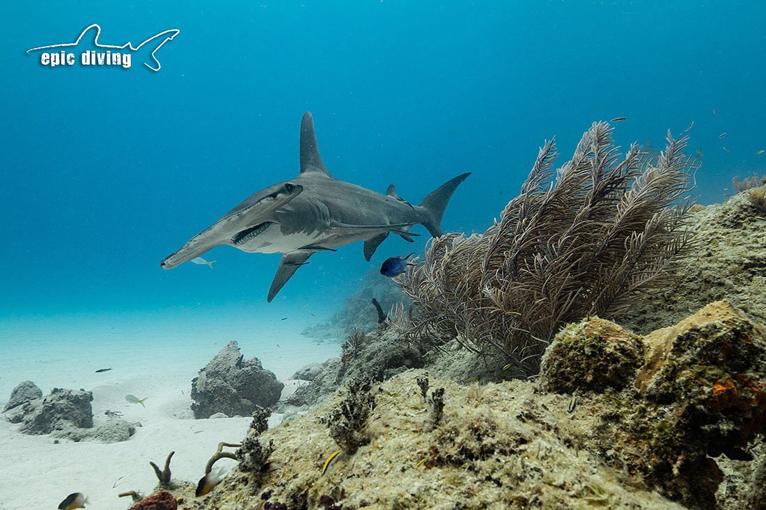 epicdiving's tweet photo. Scylla showing off at tiger beach! #tigersharks #tigerbeach #grandbahama #savesharks #nowasharkcull #sharkdive #shoutout #photography #picoftheday #findyourhappiness #savesharks #discoverocean #sharks #photooftheday https://t.co/bRp5eXqh7I