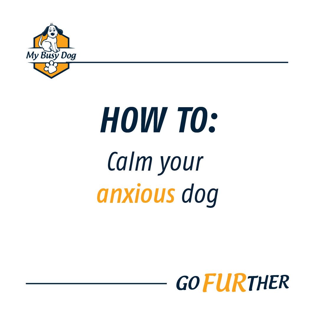MyBusyDog's tweet photo. Is your dog anxious and sometimes destructive when you are not home? 
It is always something that us pawrents try to remedy, but it can definitely be tough. Have you ever tried massages instead of anti-anxiety medication? Find some more tips here: https://t.co/ZM8yZDvJKA https://t.co/FHZLfo6RRf