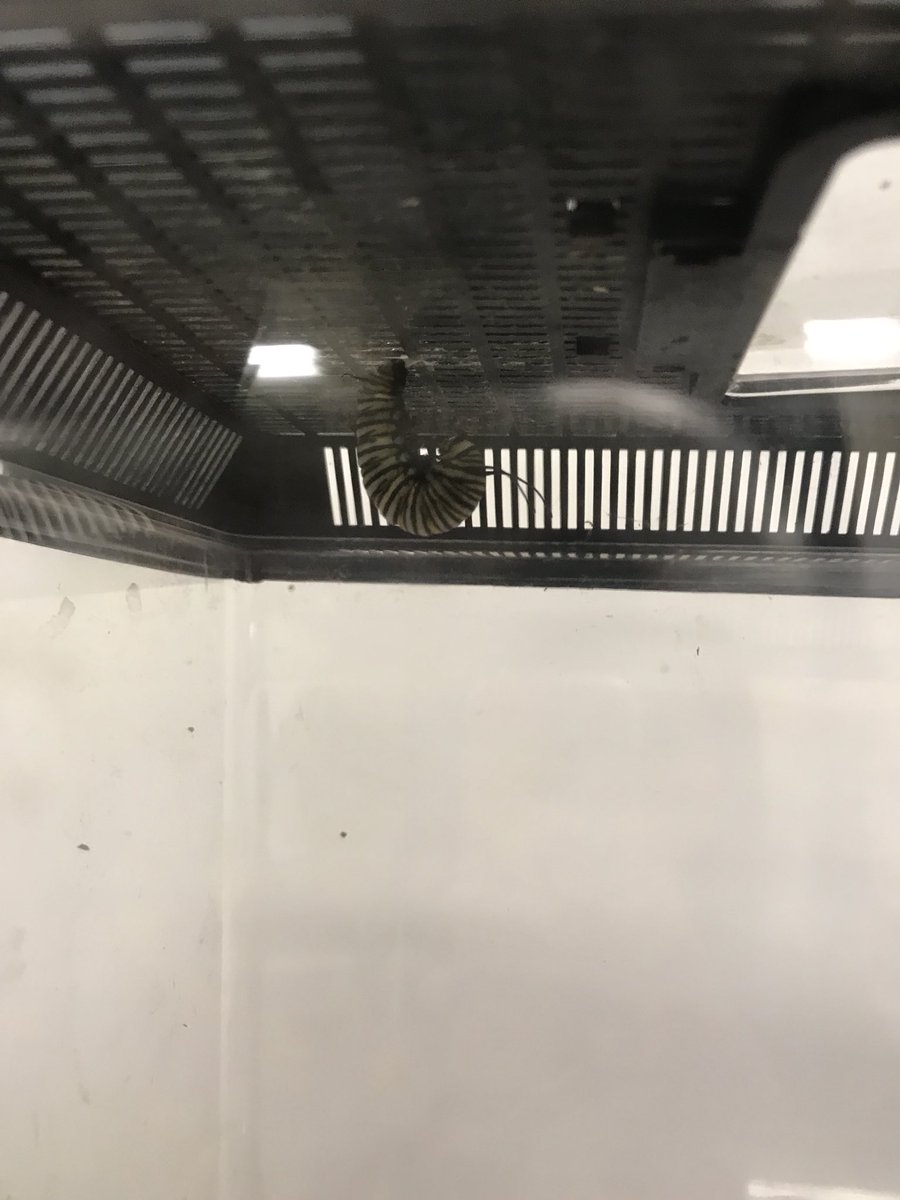 MrsGraves4th's tweet photo. This morning Nibble formed his j and this afternoon his chrysalis was made! We can’t wait to see him as a butterfly in a few shorts weeks! #sheisgolden https://t.co/bTMGIqpORh