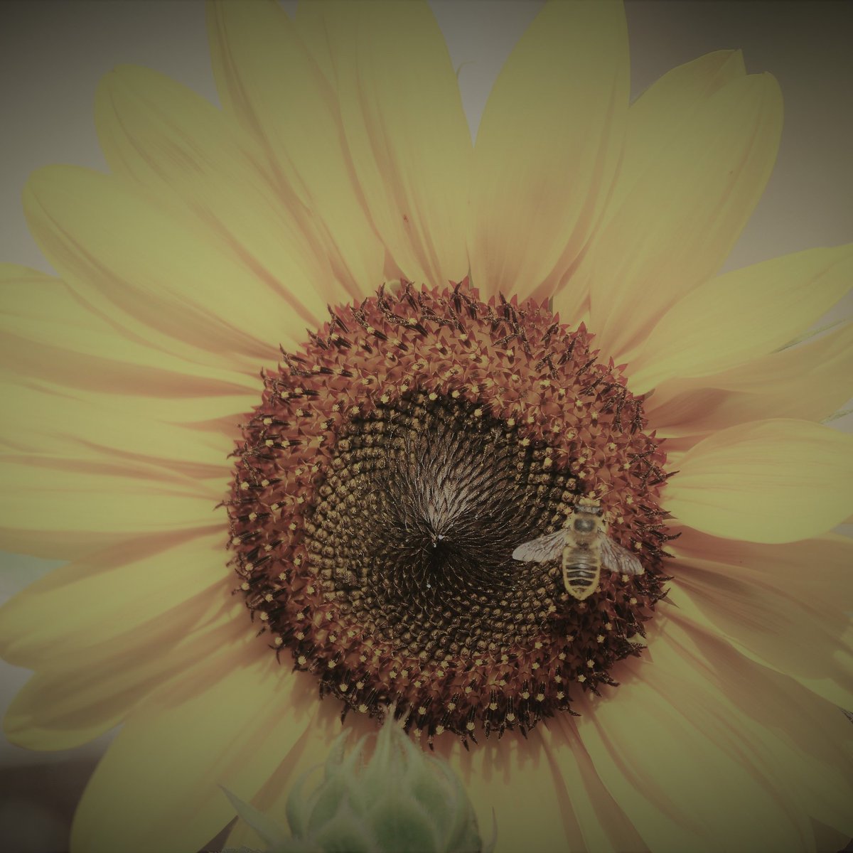 NapraforgoP's tweet photo. Bee on Sunflower. 
#NapraforgoPhotography 
Photography by Wendy Anderson 
#BeautyInNature #Sunflower
#flower #bee https://t.co/URXg4gHDKa