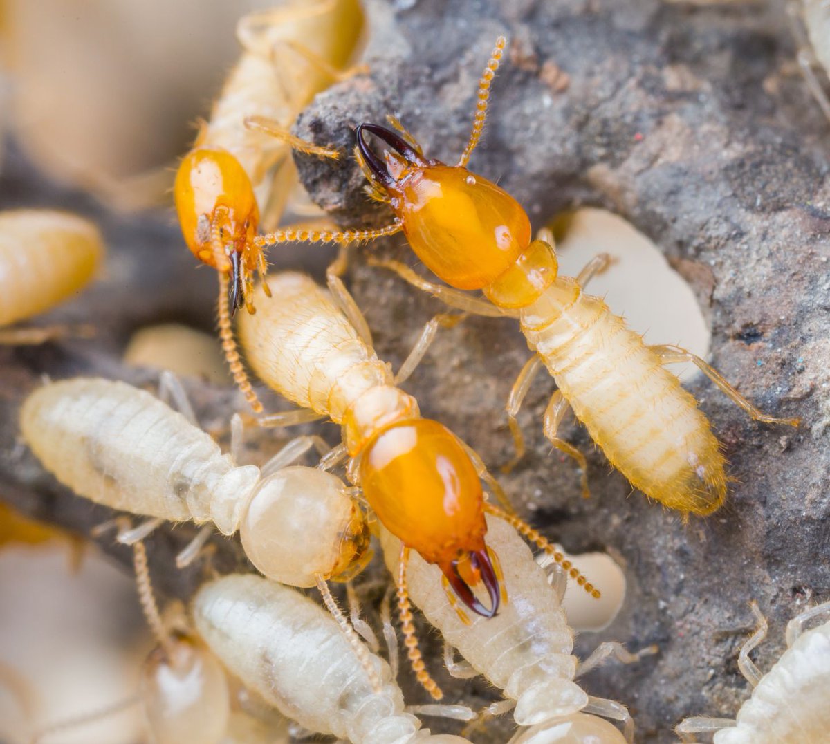 termitesPerth's tweet image. For hints and tips on how reduce the risk of termites attacking your home  your home check out our latest blog!

termicopestmanagement.com.au/about-termico/…
