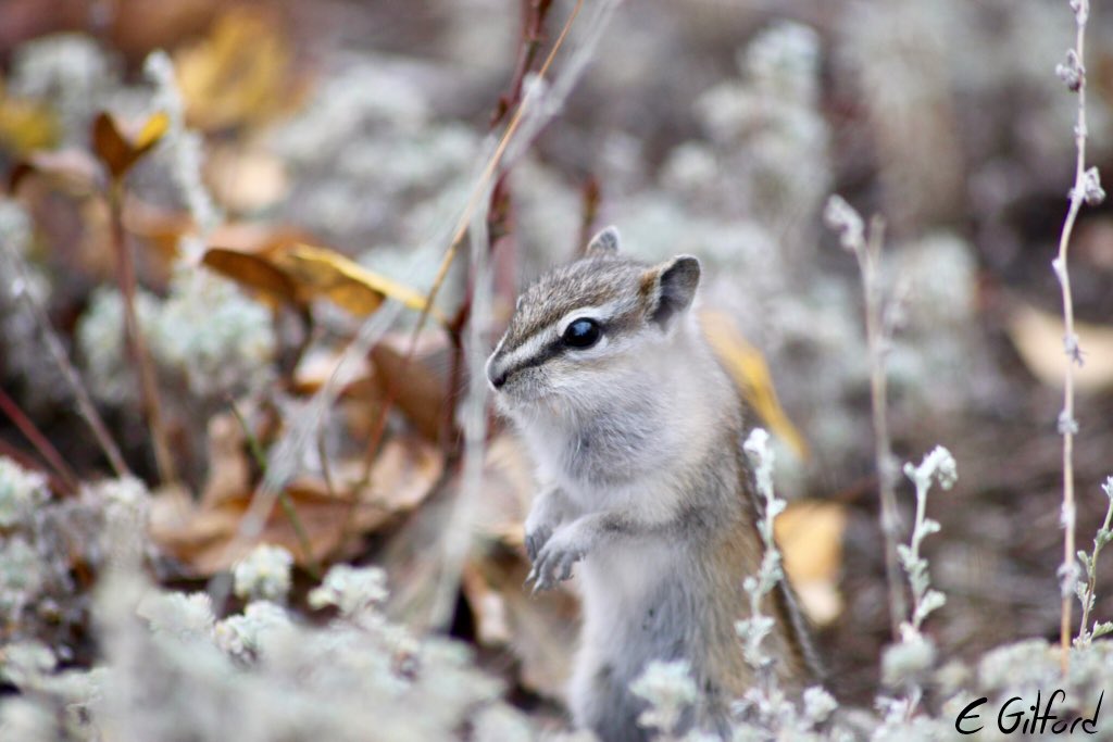 emilygilford's tweet image. Loved seeing this little Least #chipmunk (Tamias minimus) while we were setting up camera traps last night! 🐿

#FieldYukonAlaska #FieldCourseFortnight