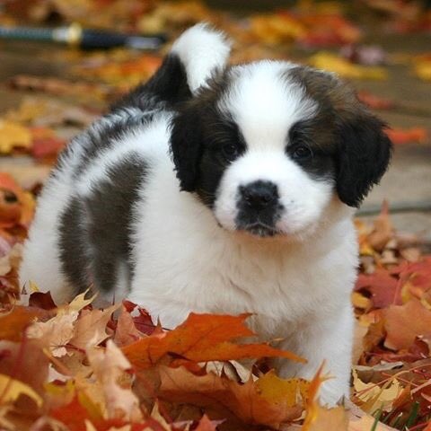 yunnieman's tweet photo. @JayandMikeShow @JayMcChaos @popcultureview @theRedheadAriel #TVTalk #operationcheerupjay 

Don’t look at the football @JayMcChaos ! Here, looking at the puppies. Puppies, y0! https://t.co/O689lcFu1u