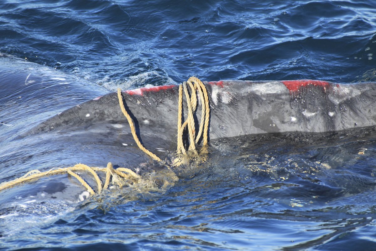 SteveJacobsAus's tweet photo. Good news for whales, now seen as 'ecosystem engineers', getting protection from noise in the oceans and fishing nets.
#whales @hsi_australia @HSIGlobal @AustMarConsSoc #AnimalCruelty #whaling

Story: https://t.co/XSUUW70TJi https://t.co/lIq7piDoha