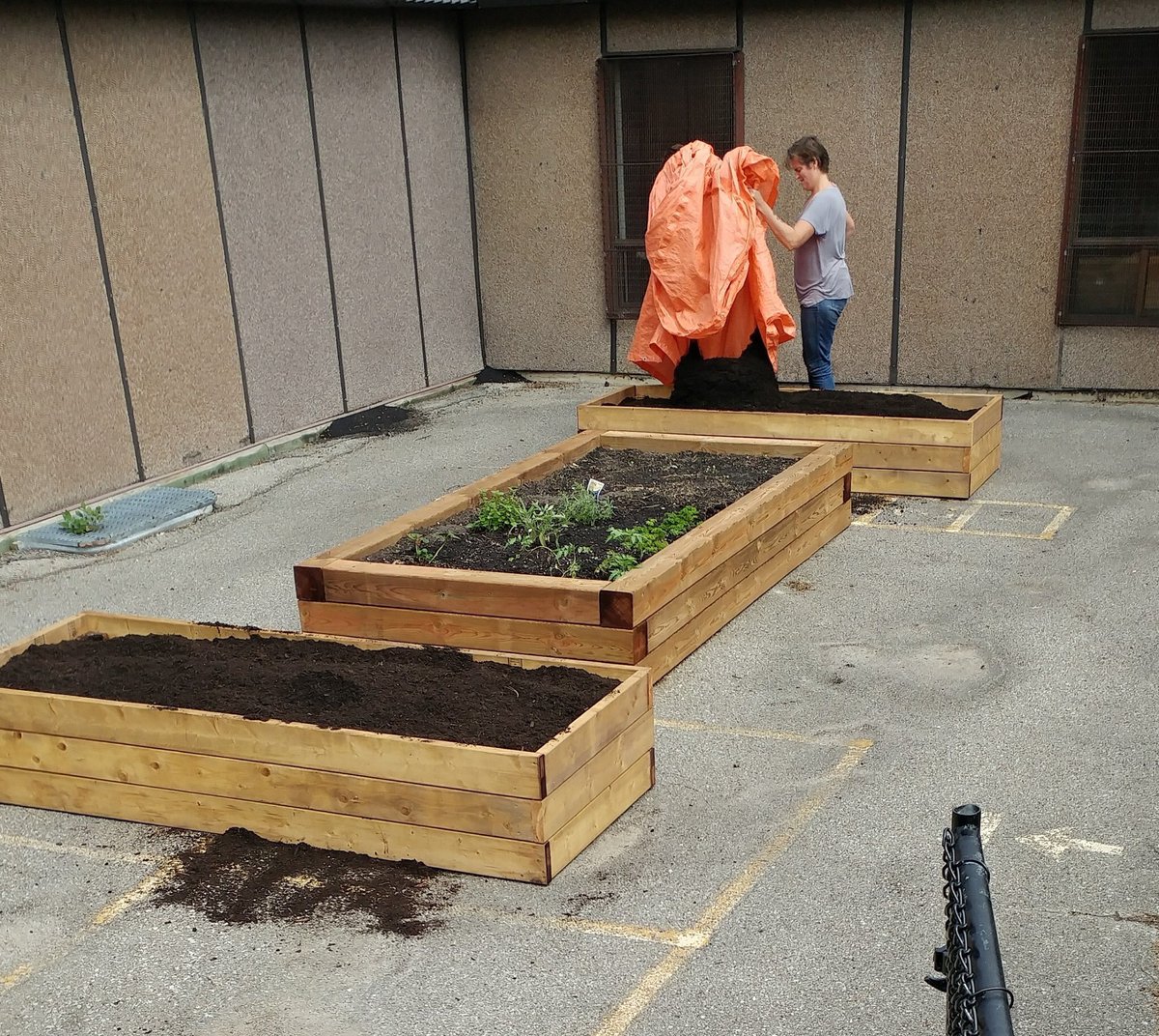 Soil delivery from @EcosourceGreen. Thank you to @miwald26 and Mr. Holmstrom and Kat and Laura from Eco Source for your hard work filling the raised beds at Settler’s! Next, EcoClub students planting milkweed and garlic. #positivepartnerships #greeninitiatives