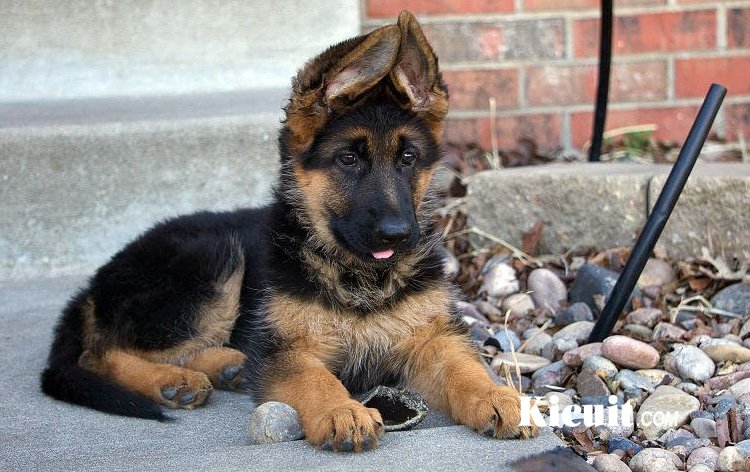 Немецкая овчарка. Немецкую овчарку алиса. Собака немецкая овчарка. Немецкая овчарка гудвин амир ревард. Найти собаку немецкую.